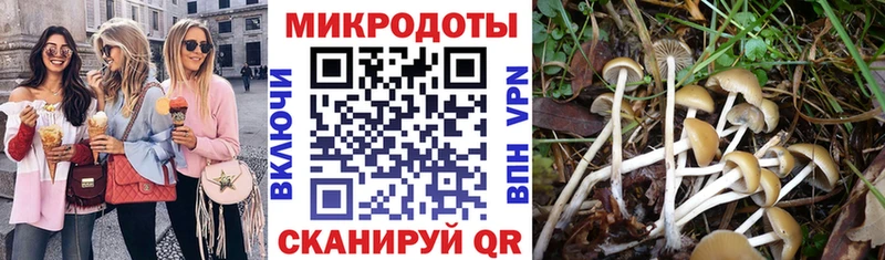 Купить где  Сусуман  Галлюциногенные грибы Psilocybe 